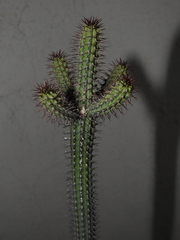 Euphorbia horrida