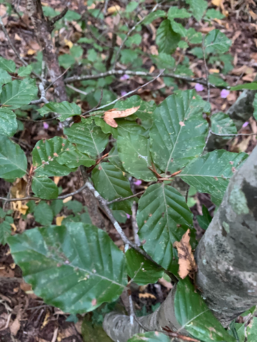 European beech