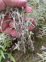 Gnaphalium uliginosum, photograph (c) Tom Scavo, some rights reserved (CC BY)