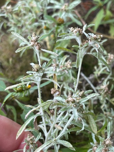 Gnaphalium uliginosum, photograph 3