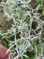 Gnaphalium uliginosum, photograph (c) Tom Scavo, some rights reserved (CC BY)