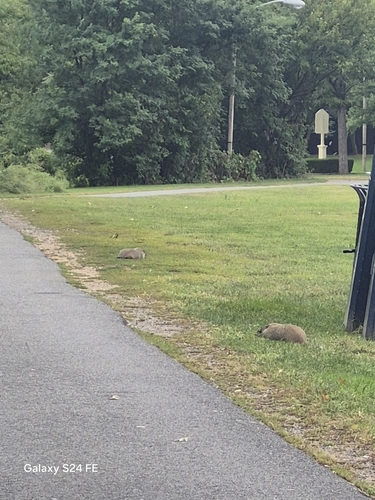 Groundhog
