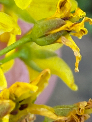 Lysimachia terrestris, photograph (c) Patrice Dupont, some rights reserved (CC BY)