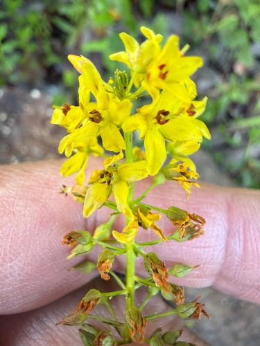 Lysimachia terrestris
