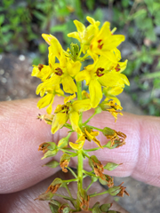 Lysimachia terrestris