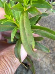 Lysimachia terrestris, photograph (c) Patrice Dupont, some rights reserved (CC BY)
