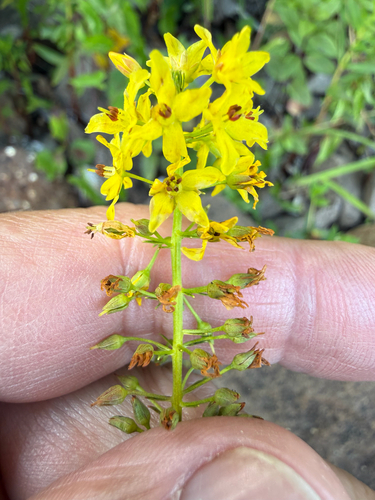 Lysimachia terrestris, photograph 2