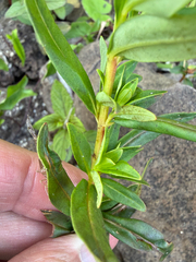 Lysimachia terrestris, photograph (c) Patrice Dupont, some rights reserved (CC BY)