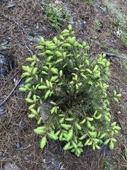 Picea morrisonicola