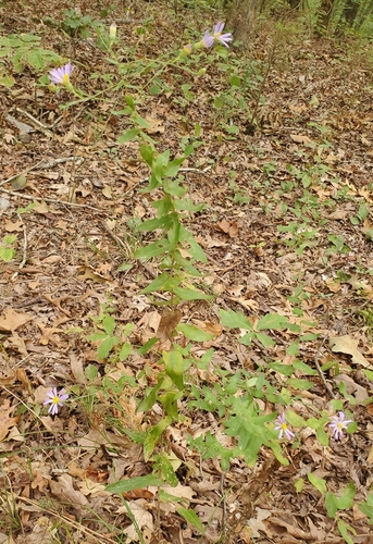 Symphyotrichum patens, photograph 1