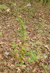 Symphyotrichum patens