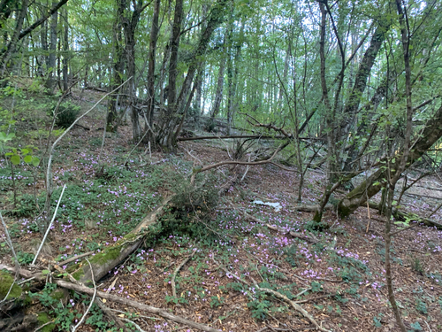 Ivy-leaved cyclamen