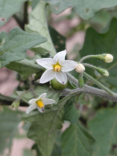 black nightshade