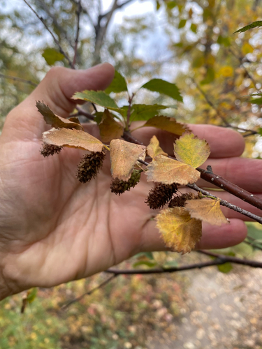Betula occidentalis, photograph 2