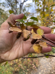 author not stated, no rights reserved Betula occidentalis, photograph author not stated, no rights reserved