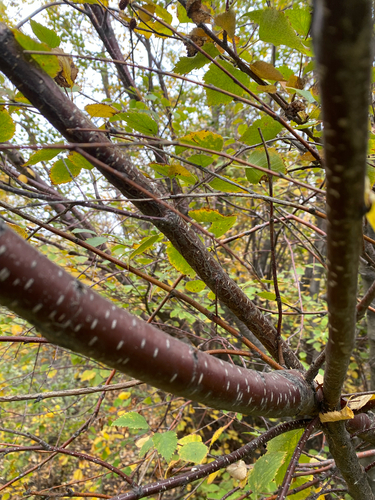 Betula occidentalis, photograph 3