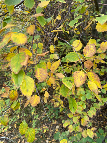 Betula occidentalis