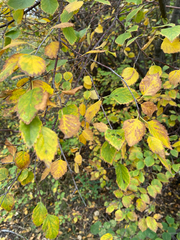 author not stated, no rights reserved Betula occidentalis, photograph author not stated, no rights reserved