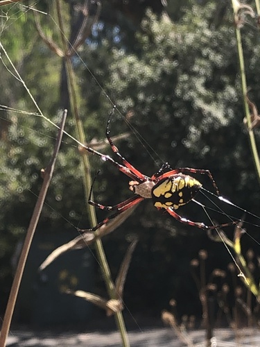 Yellow Garden Spider