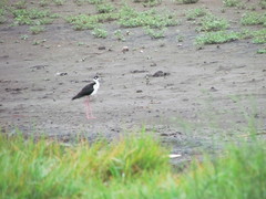 Himantopus mexicanus
