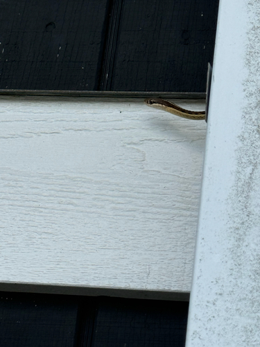 Common Ribbon Snake