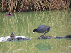 Fulica americana