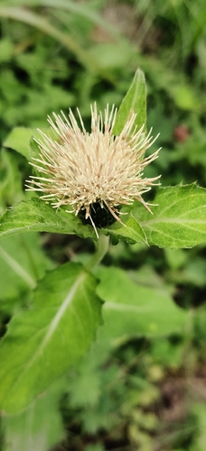 Cabbage Thistle
