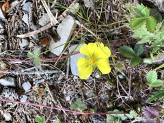 Potentilla matsumurae