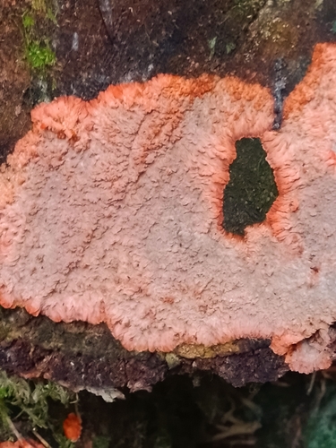 Wrinkled Crust