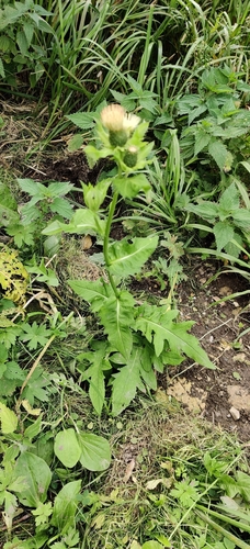 Cirsium oleraceum, photograph 2