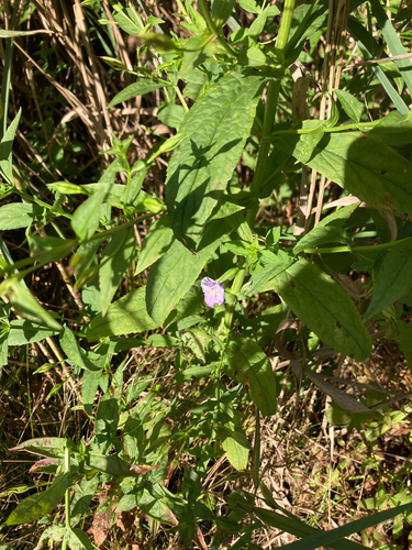 Mimulus ringens