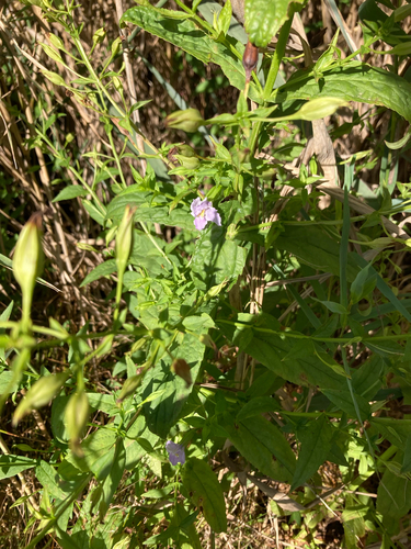 Mimulus ringens, photograph 2
