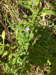 (c) Elena Ortiz, some rights reserved (CC BY) Mimulus ringens, photograph (c) Elena Ortiz, some rights reserved (CC BY)