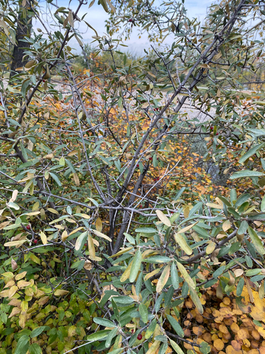 Shepherdia argentea, photograph 5