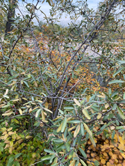 Shepherdia argentea, photograph author not stated, no rights reserved