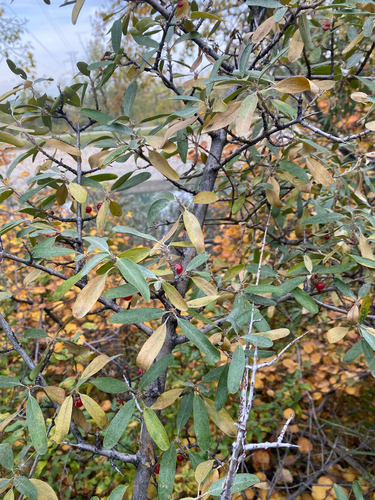 Shepherdia argentea, photograph 4