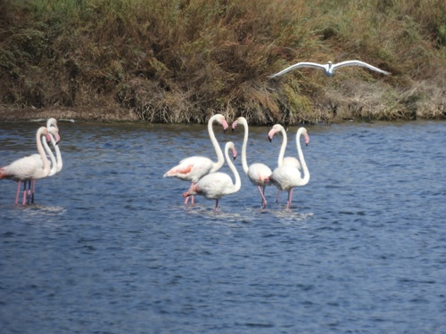 Greater Flamingo