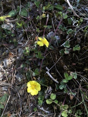 Potentilla matsumurae