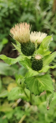 Cirsium oleraceum, photograph 3