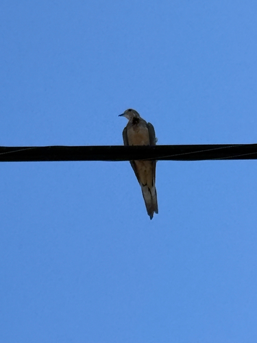 Mourning Dove