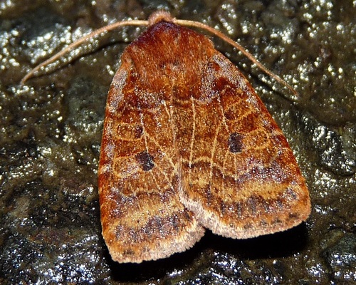 The Chestnut
