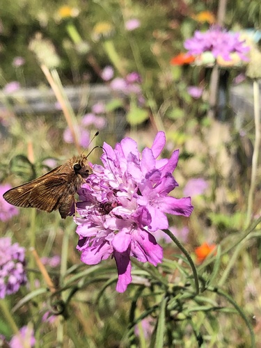 Umber Skipper