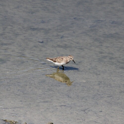 Least Sandpiper