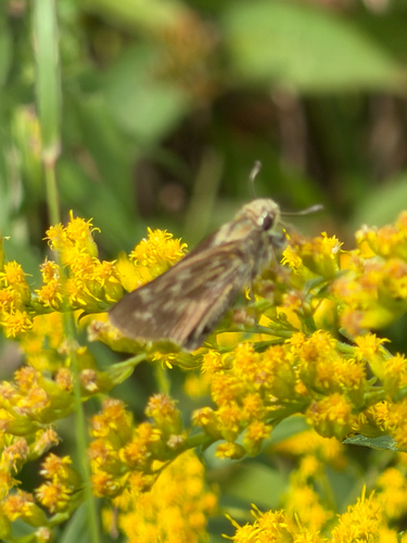 Huron Skipper
