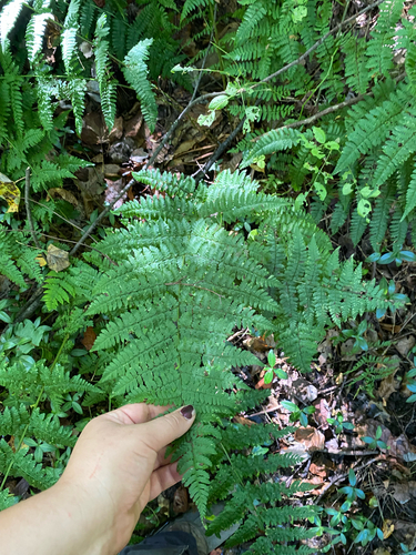 Dryopteris intermedia, photograph 5