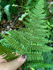 Dryopteris intermedia, photograph author not stated, no rights reserved