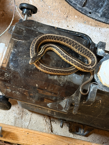 Eastern Garter Snake