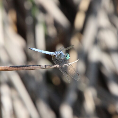 Blue Dasher