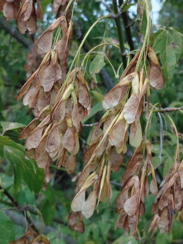 box elder