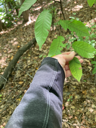 Carpinus caroliniana, photograph 2
